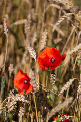 Fototapeta premium red poppies in a cereal field with green and yellow backgrounds