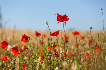 Fototapeta premium red poppies in a cereal field with green and yellow backgrounds
