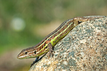 Spanish Psammodromus (Psammodromus hispanicus)