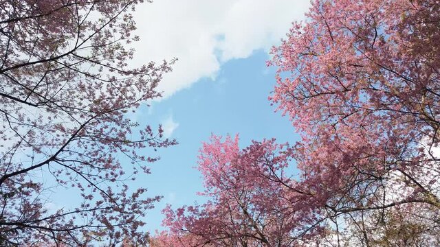 The scenery of the pink cherry blossom with a beautiful blue sky at Doi Chang in Chiang Rai province, Thailand.