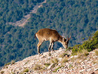 Cabra Pyrenaica Hispanica in the mountain of Montserrat, Catalonia.