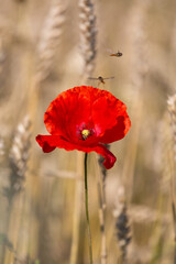 Naklejka premium red poppies in a cereal field with green and yellow backgrounds