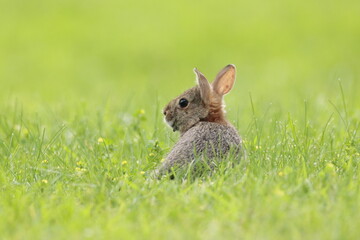 Rabbit in the grass