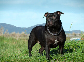 English staffordshire bull terrier