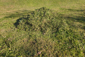 A pile of mown grass on the lawn