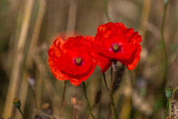 red poppies in a cereal field with green and yellow backgrounds