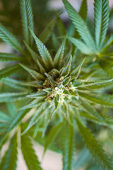 Thc Cbd,  plant of marijuana, green nature, medical