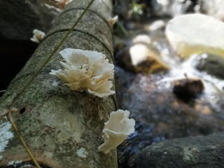 fungus on tree