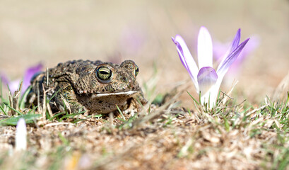 Natterjack toad (Epidalea calamita) in a Merendera montana field.
