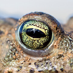 Natterjack toad eye (Epidalea calamita).