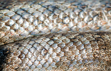 Snake skin texture (Coronella girondica).