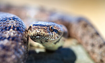 Southern smooth snake (Coronella girondica).