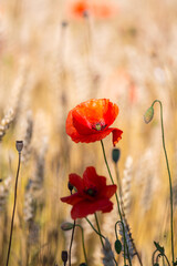 Obraz premium red poppies in a cereal field with green and yellow backgrounds