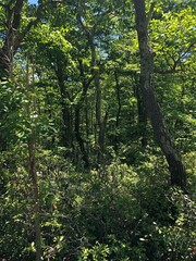 Fototapeta premium trees in the forest