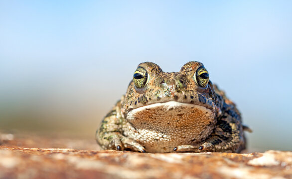 Natterjack toad (Epidalea calamita).