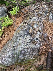 old stump in the forest
