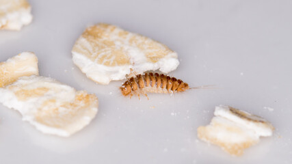 Close-up of the fur betle larvae, Attagenus pellio.