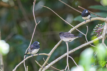 Black and white mannikin finches perched on a tree branch at Lake Victoria, uganda