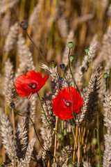 Fototapeta premium red poppies in a cereal field with green and yellow backgrounds