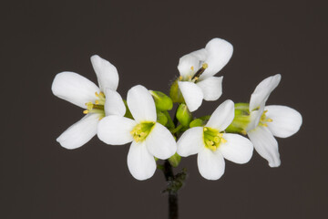 Fototapeta na wymiar Close-up of thale cress flowers, Arabidopsis thaliana.