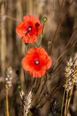 red poppies in a cereal field with green and yellow backgrounds