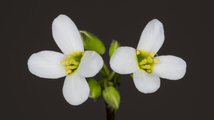 Two thale cress flowers, Arabidopsis thaliana.
