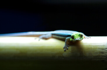 Yellow headed day gecko (Phelsuma klemmeri) on bamboo.