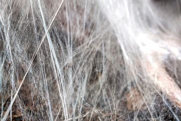 Spider web.