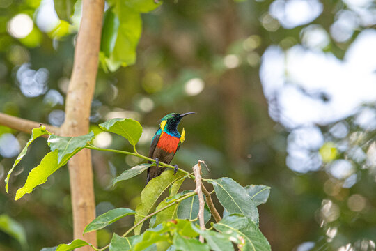 Northern double-collared sunbird in Botanic Gardens, Entebbe, Uganda
