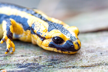  Fire salamander head (Salamandra salamandra).