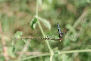 Libellule dans la nature