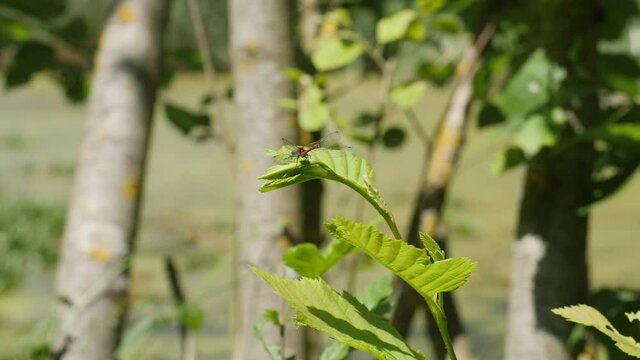 early Adonis-Dragonfly, fruehe Adonis-Libelle and later you will see a Azur-Dragonfly