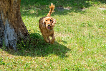 happy puppy dog cocker spaniel in the green grass