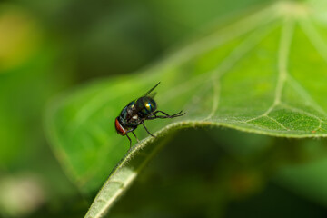 mouche sur feuille verte