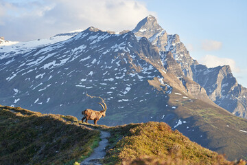 Capricorn Alpine Ibex Capra ibex Mountain Swiss Alps