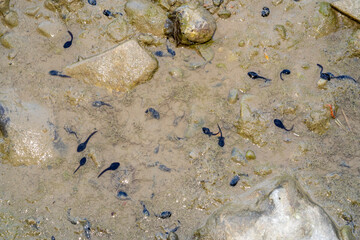 frog tadpole in a swamp