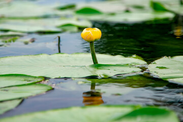 
water lily