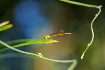 Libellule dans la nature