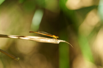 Libellule dans la nature