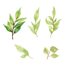 watercolor leaves isolated on white background.Set of spring leaves watercolor. Hand Drawn watercolor illustration.