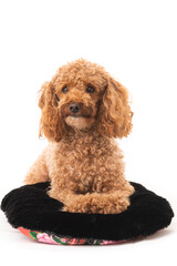 Apricot poodle, isolated on a white background