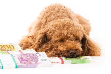 Little dog and money. money different banknotes with poodle dog