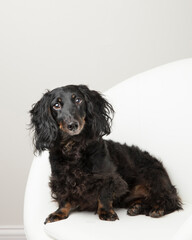 Vertical shot in a brightly lit studio of black and tan dachshund against a light colored  gray wall with negative space