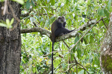 Blue monkey diademed monkey Cercopithecus mitis Portrait Species of Old World monke