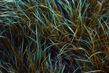 The high field grass of several green shades was tilted by the wind to the left. The colorful photo of nature for your extraordinary design.