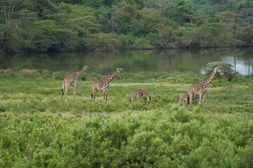 Naklejka na ściany i meble Giraffe Africa Giraffa Safari Big Five Africa