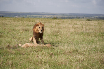 Lion and Lioness Kenya Safari Savanna Mating