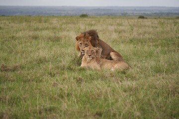 Lion and Lioness Kenya Safari Savanna Mating