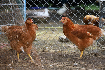 The Baby Rhode Island is stand up in garden at thailand