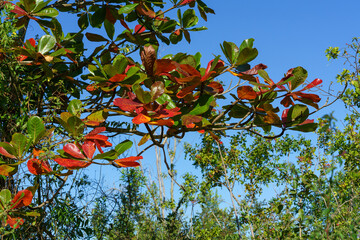 Feuilles d'arbre rouge et vert, automne